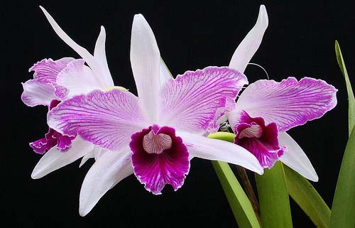 Laelia purpurata striata
