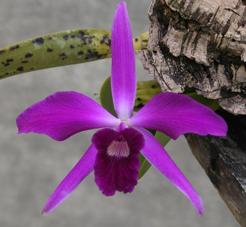 Laelia purpurata x Laelia sincorana