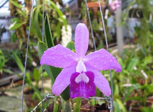Laelia sincorana var. oculata