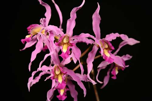 Laelia superbiens