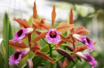Laelia tenebrosa Fumacina x Big Lip