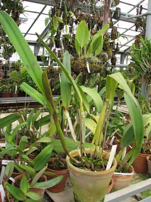 Laelia tenebrosa var. nigrescens