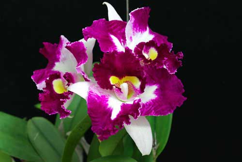 Laeliocattleya Chan Hsiu Jewel \'San Mei\'