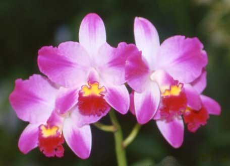 Laeliocattleya Hsinying Ezcell 'D'