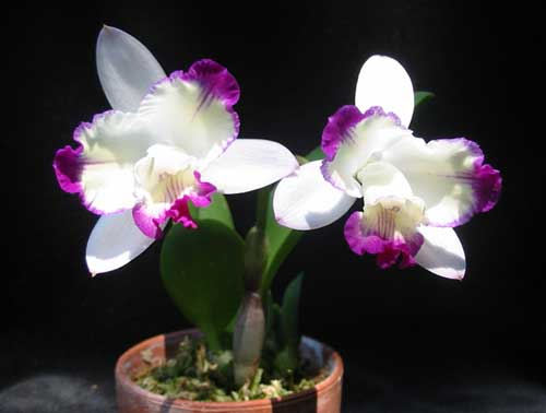 Laeliocattleya Hwa Yuan Angel 'Little Beauty'