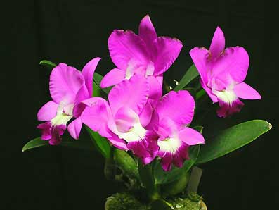 Laeliocattleya Love Knot 'Sato'
