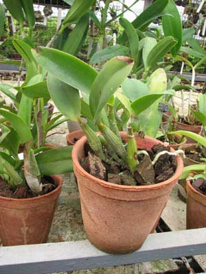 Laeliocattleya Love Knot 'Sato'