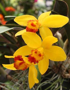 Laeliocattleya Lucky Chance 'Melody' (Lc. Tokyo Magic x Sc. Beaufort)
