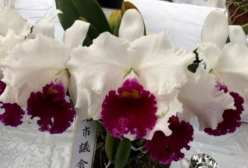 Laeliocattleya Melody Fair 'Carol'