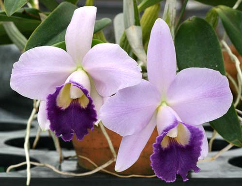Laeliocattleya Mini Purple 'Blue Queen'