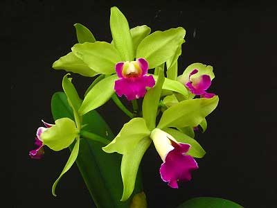 Laeliocattleya Star Garden