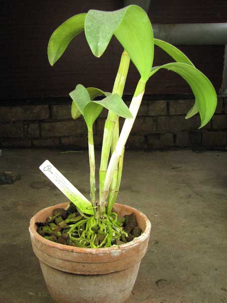 Laeliocattleya Star Garden