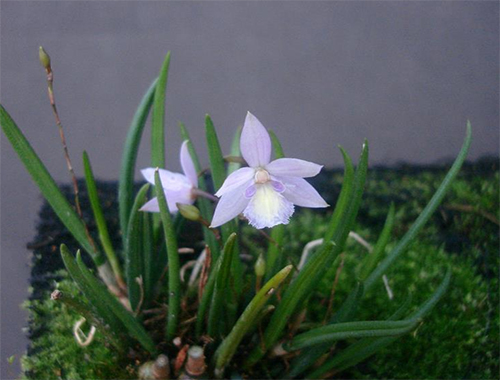 Leptotes tenuis
