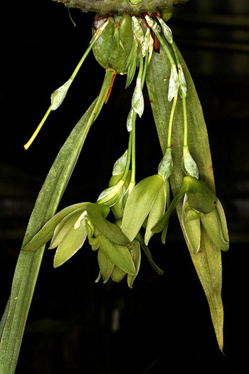 Lycaste dyeriana