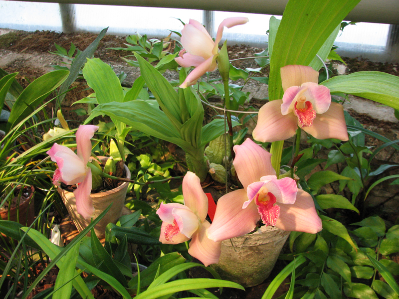 Lycaste Jean Tolliday Kendolie (Lyc. Shonan Harmony x Lyc. Geyser Gold)