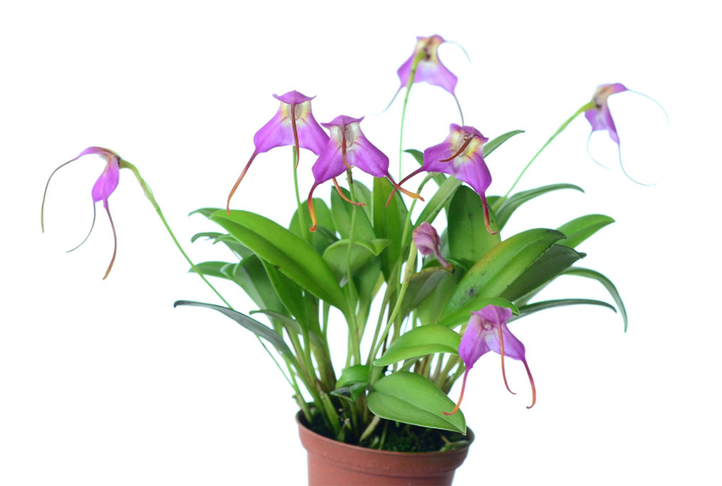 Masdevallia cyclotega