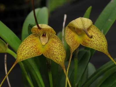 Masdevallia instar
