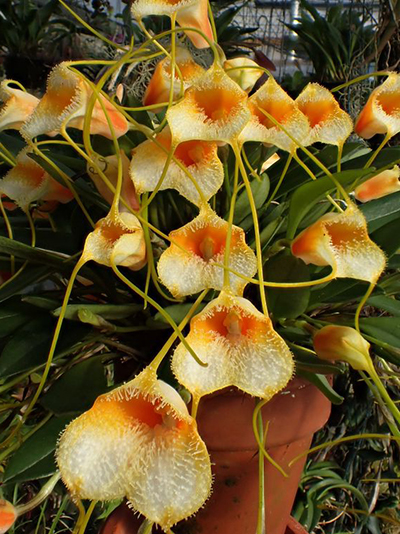 Masdevallia strobelii