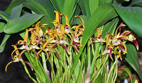 Maxillaria callichroma