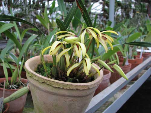 Maxillaria porphyrostele