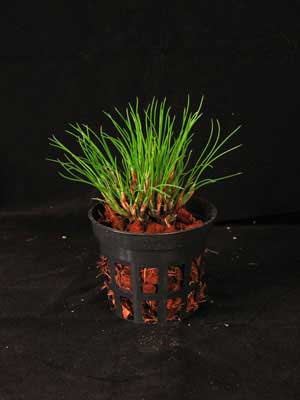 Maxillaria vitelliniflora