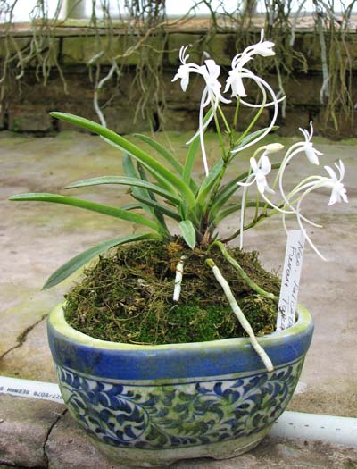 Neofinetia falcata Furan Takachiho