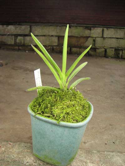 Neofinetia falcata Syunkyuden