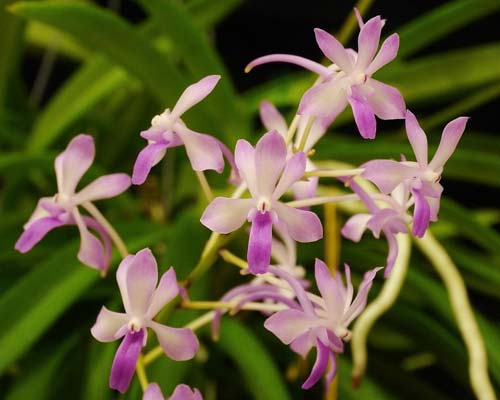 Neostylis Lou Sneary 'Taka' (Neof. falcata x Rhy coelestis)