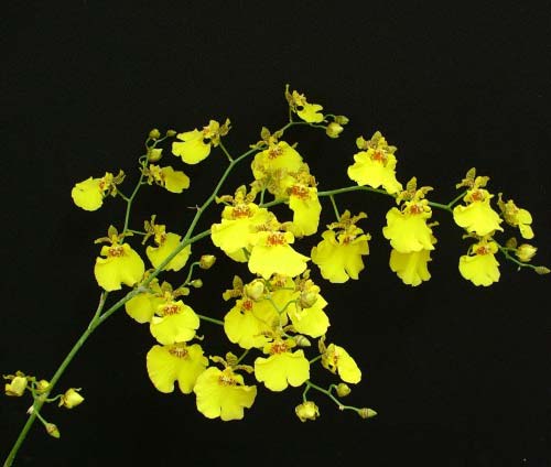 Oncidium Aloha Iwanaka
