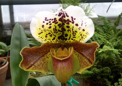 Paphiopedilum Casablanca x Mingo