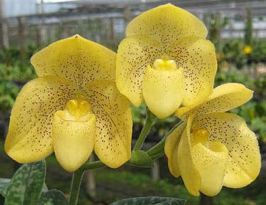 Paphiopedilum concolor (1508)