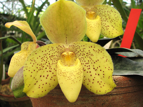 Paphiopedilum concolor x sib