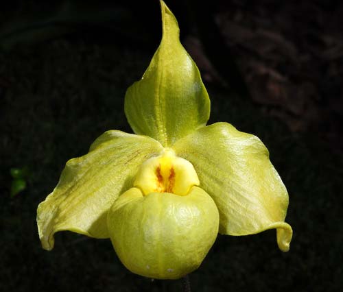 Paphiopedilum jackii x armeniacum