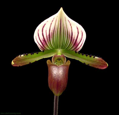 Paphiopedilum lawrenceanum