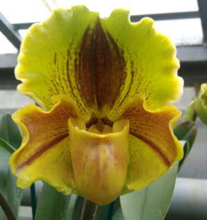 Paphiopedilum Lippewunder