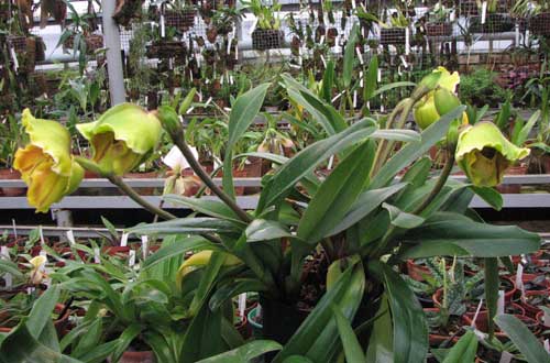Paphiopedilum Lippewunder