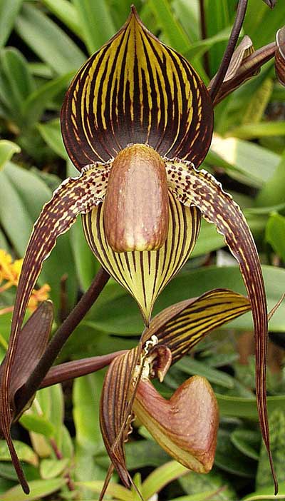 Paphiopedilum Johanna Burhardt (rothschildianum x aductum)