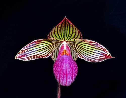 Paphiopedilum rothschildianum x micranthum