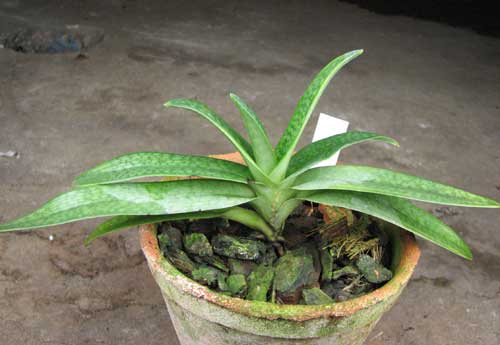 Paphiopedilum rothschildianum x micranthum