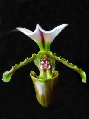 Paphiopedilum spicerianum