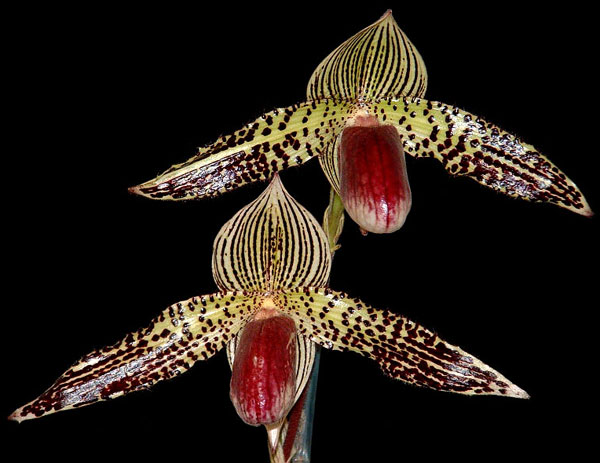 Paphiopedilum sukhakulii x Paphiopedilum Lady Isabel 'In-Charm'