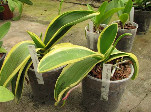 Phalaenopsis amabilis 'ORCHIS'