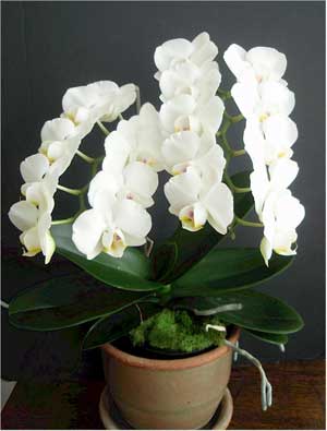 Phalaenopsis amabilis