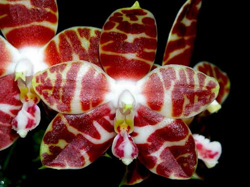 Phalaenopsis amboinensis 'Nicole'