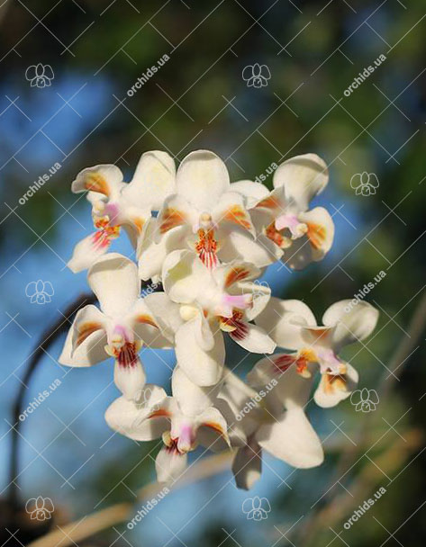 Phalaenopsis celebensis
