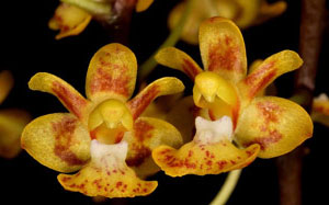 Phalaenopsis chibae