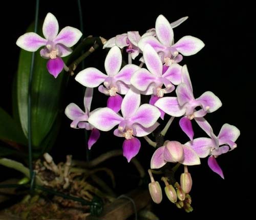 Phalaenopsis equestris