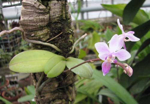 Phalaenopsis equestris var. leucotanthe