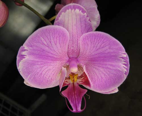 Phalaenopsis hybrid splash