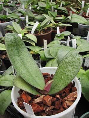 Phalaenopsis hybrid splash